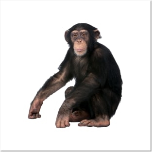 Chimpanzee Posters and Art